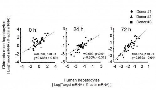 fig1:Human hepatocytes