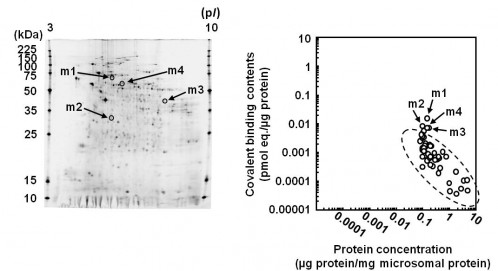 fig2:Protein contentration