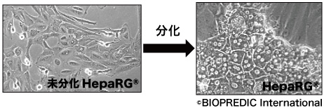 Fig.1 HepaRG®の細胞形態