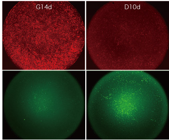 Fig.2  CYP3A4G/7R HepaRG® 左：未分化HepaRG®  右：HepaRG®（分化済み） 分化に伴い赤色蛍光が減少し（上段）緑色蛍光（下段）が増加