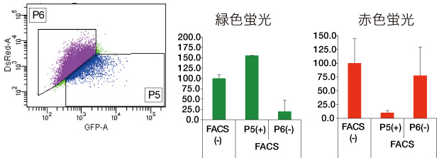 Fig.4 FACSにより、緑色蛍光細胞 （CYP3A4陽性細胞）を単離