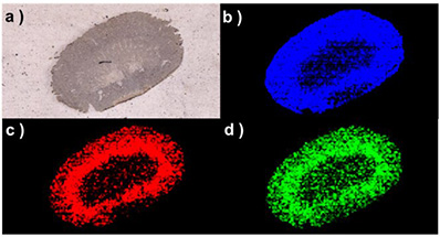 図4　マウス腎臓　オランザピン（OLZ）のイメージング a)光学イメージ，b) OLZ（m/z 313） c) N-desmethy代謝物(m/z 299) d) 2-hydroxymethyl 代謝物 (m/z 329) FT-ICR MS：solariX XR