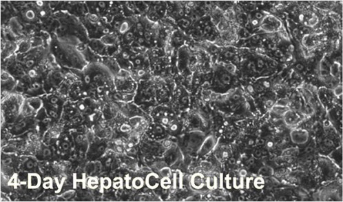 図1．コラーゲンI表面にプレーティングして4日目のHepatocells接着細胞層顕微鏡像