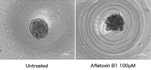     図3．Hepatocells 4日目スフェロイドに対するaflatoxin B1曝露の影響     培養4日目の正常HepatoCellsスフェロイド（1.5K cells/スフェロイド，左）と，それを100μM aflatoxin B1に24時間曝露した後のスフェロイド（右）．スフェロイド周囲の環状模様はウェルU底底面の模様．バーの長さはともに100μm．