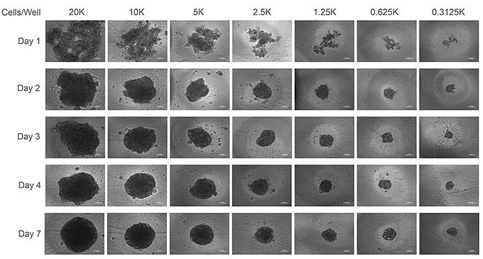 nl31_6_corning_Fig1