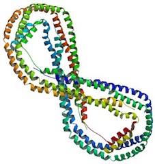 Apolipoprotein A1