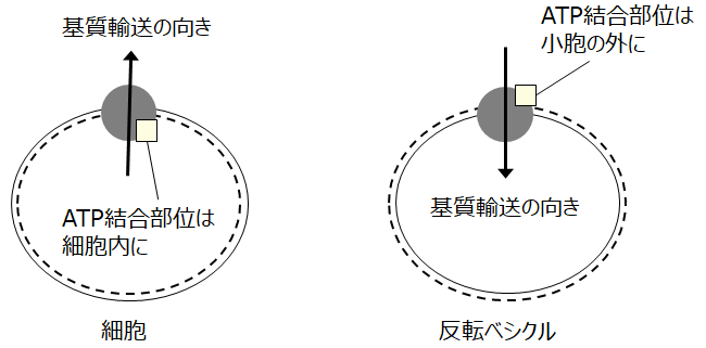 図1．ABCトランスポーターの細胞と反転ベシクルにおける配向