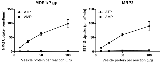 図5．ヒトMDR1/P-gpベシクルとヒトMRP2ベシクルの基質取り込みのタンパク量依存性