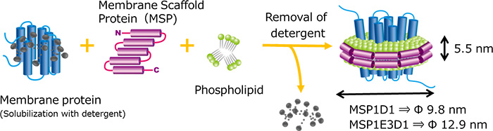 Membrane protain（Solubilization with detergent）とMembrane Scaffold Protein（MSP）とPhospholipidから，膜タンパク質を再構築する図．再構築する際，Membrane protainのdetergentは取り除かれる．MSP1D1→Φ9.8nm，MSP1E3D1→Φ12.9nm