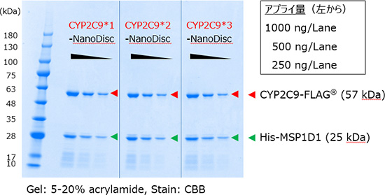 CYP2C9*1-NanoDisc，CYP2C9*2-NanoDisc，CYP2C9*3の，CYP2C9-FLAG®（57kDa）とHis-MSP1D1（25kDa）をそれぞれ比較した図．アプライ量はCYP2C9*1から順に，1000ng/Lane，500ng/Lane，250ng/Lane．Gel: 5-20% acrylamide, Stain: CBB