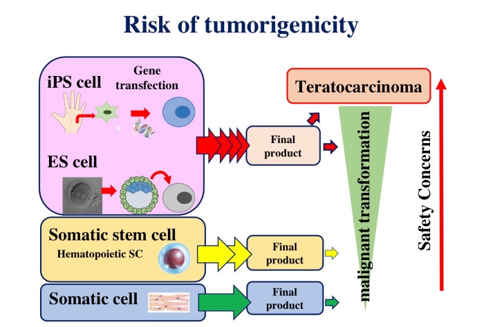 図2：Risk of tumorigenicity