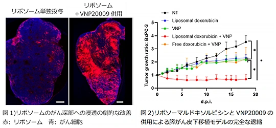 図4、画像内で2つの図が示されている。図1は「リボソームのがん深部への浸透の劇的な改善」というがん細胞の分布を現した画像。図2は「リボソーマルドキソルビシンとVNP20009の併用による膵がん皮下移植モデルの完全な退縮」という折れ線グラフ。